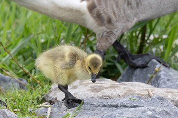 Kanadagans (Branta canadensis)