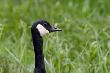 Obraz premium Kanadagans&nbsp;(Branta canadensis)