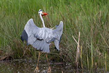Graureiher (Ardea cinerea) fängt Goldfisch