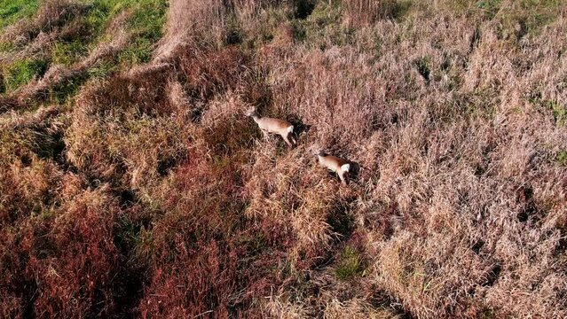 European Roe Deer. Aerial View Of Wild Animals On The Field. Top View.