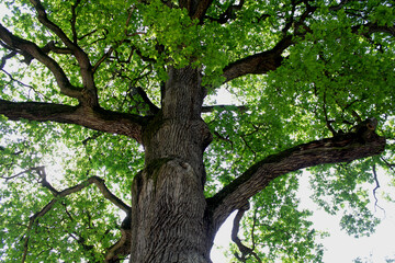 Old oak tree