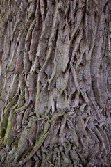 Tree bark2