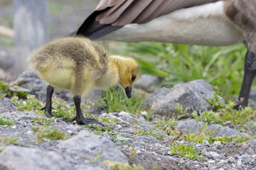Kanadagans (Branta canadensis)