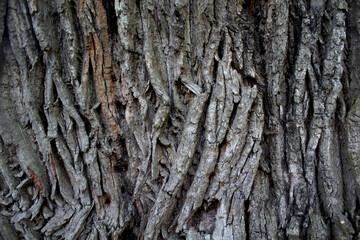 Tree bark3