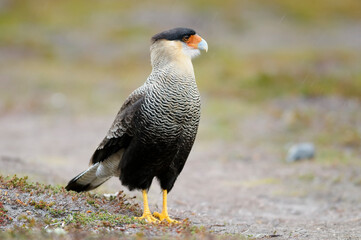 crested caracara in the forest (Caracara plancus)