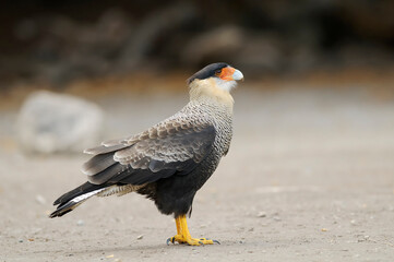 crested caracara in the forest (Caracara plancus)