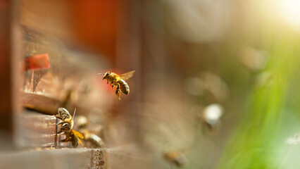 Flying honey bees into beehive.