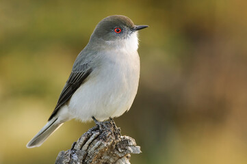 Bird in Torres del Paine