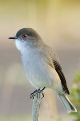 Bird in Torres del Paine