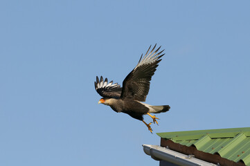 Crested caracara flying (Caracara plancus)