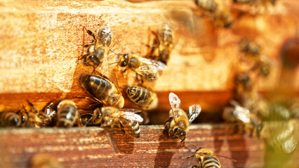 Flying honey bees into beehive.