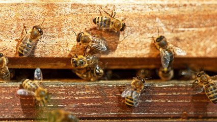 Obraz na płótnie Canvas Flying honey bees into beehive.