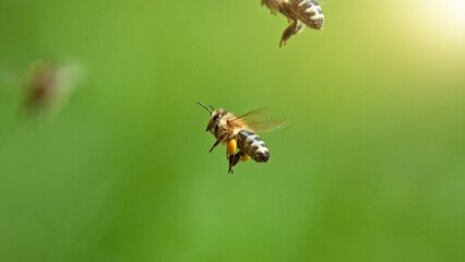 Flying honey bees isolated on green background.
