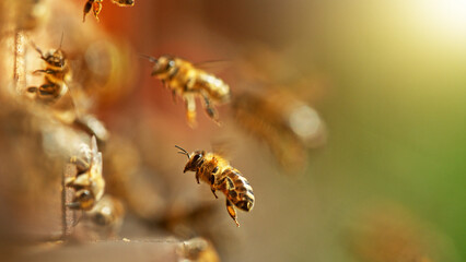 Flying honey bees into beehive.