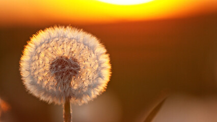 Dandelion in Sunset With Flying Seeds.