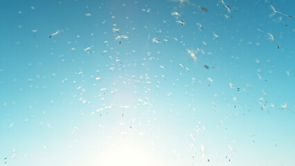 Beautiful Abstract flying Dandelion seeds