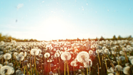 White fluffy dandelions on meadow.