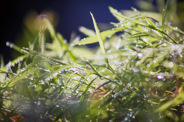 grass and water drops