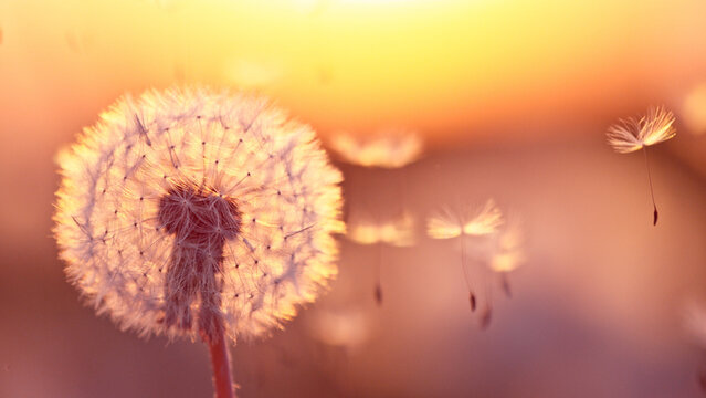 Dandelion in Sunset With Flying Seeds.