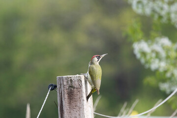 Grünspecht (Picus viridis)