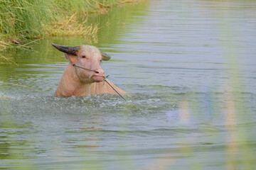 Albino water buffalo in the pond - 601643263