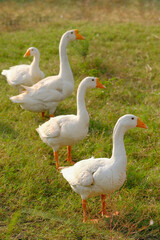 side view of white goose standing on green grass - 601643269