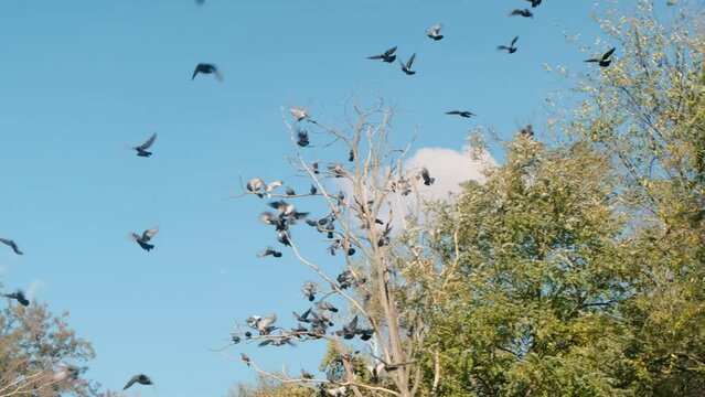 birds fly into a tree.