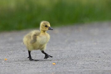 Kanadagans (Branta canadensis)