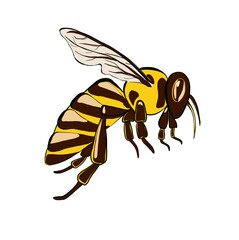 Hand drawing of a honey bee isolated on white background
