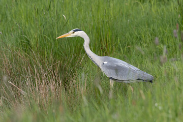 Graureiher (Ardea cinerea)
