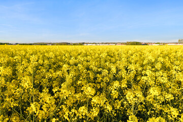 beautiful summer landscape, young rapeseed plants, blue sky, fields of ripening agro culture, vegetable plants, country road, sun shining, food crisis, environmental concept, agriculture, farming