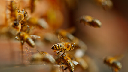 Freeze motion of bees flying in and out bee hive, macro shot.