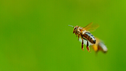 Freeze motion of bees flying, macro shot.