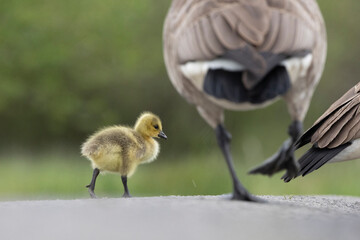Kanadagans (Branta canadensis)
