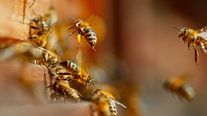 Freeze motion of bees flying in and out bee hive, macro shot.
