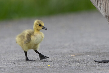 Kanadagans (Branta canadensis)