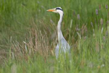 Fototapeta premium Graureiher (Ardea cinerea)