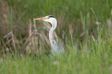 Graureiher (Ardea cinerea)
