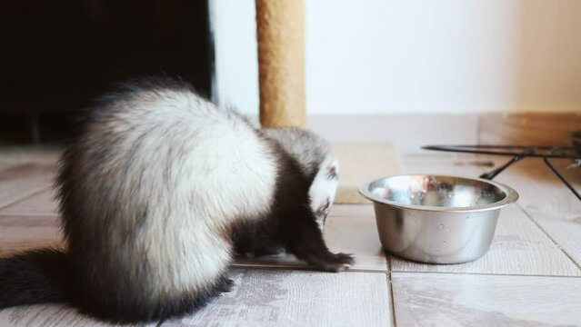 Black and white ferret eats meat from an iron plate. Ferret breakfast, diet, healthy animal food