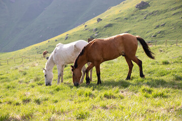 Horses grazing in the meadow of Juta village