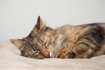 A beautiful brown cat is lying, long fur on a white background. Green eyes. Fluffy paws. Sleeping on a blanket