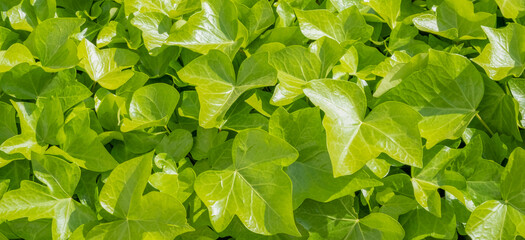 Natural green leaf wall. Ivy leaves background. Urban jungle vertical gardening. Close up of...