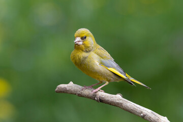 Grünfink (Chloris chloris)