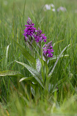 Breitblättrige Knabenkraut (Dactylorhiza majalis)