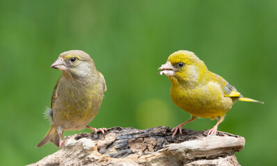 Grünfink (Chloris chloris)