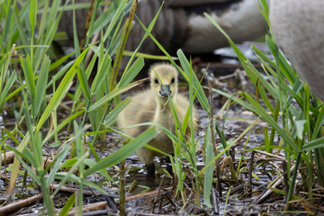 Kanadagans (Branta canadensis)