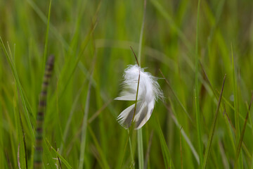 Gänsefeder im Gras
