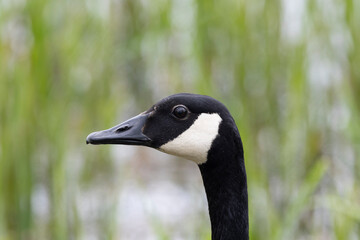Kanadagans (Branta canadensis)