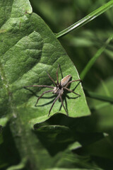 Insect sitting on green plant