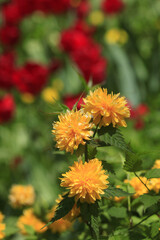 Colorful flowers in spring garden